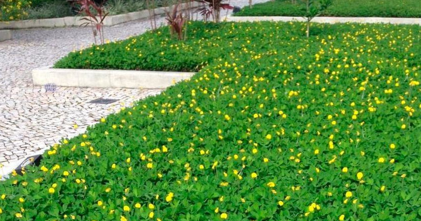 A garden with lots of green plants and yellow flowers