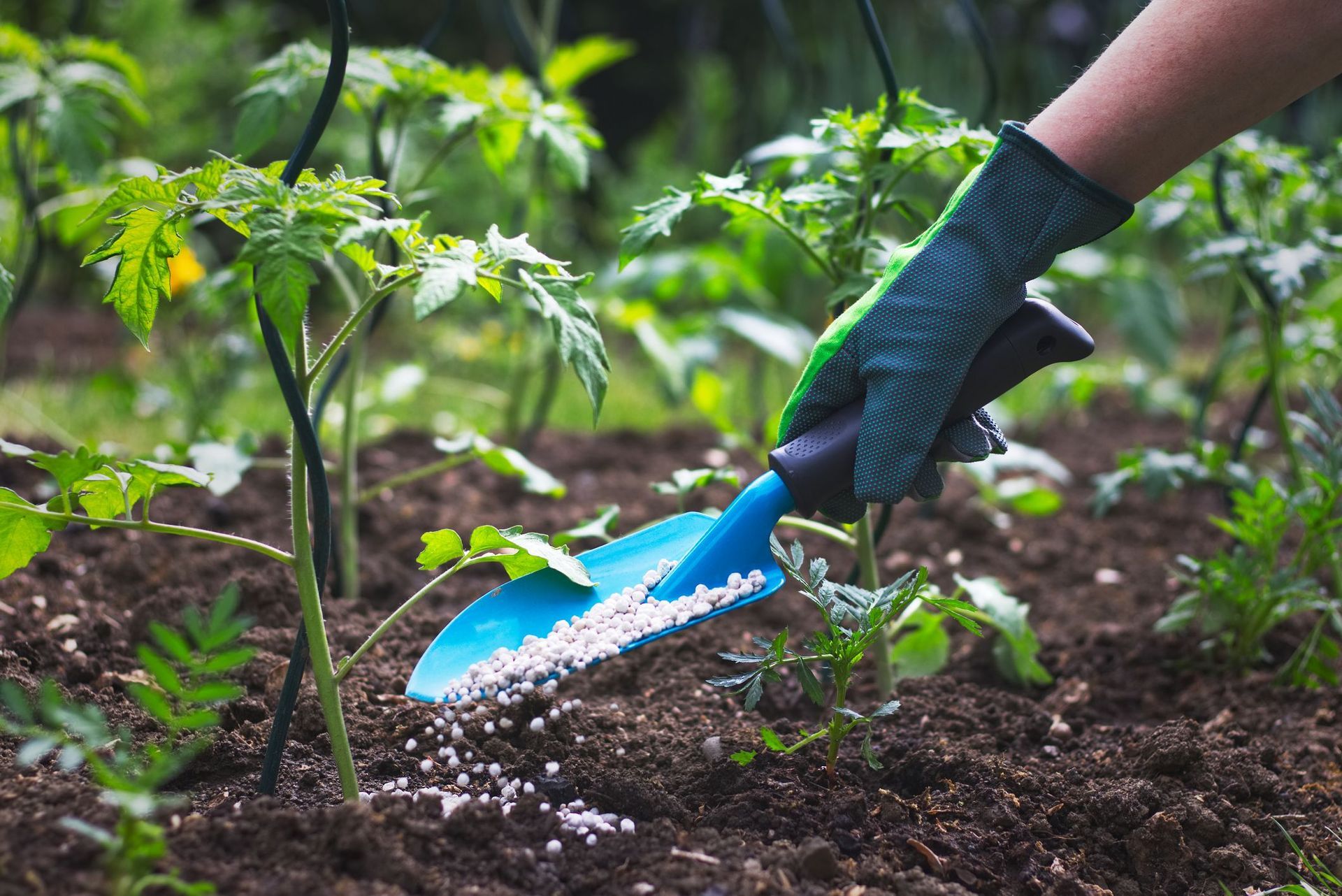 A person is applying fertilizer to a tomato plant with a shovel.