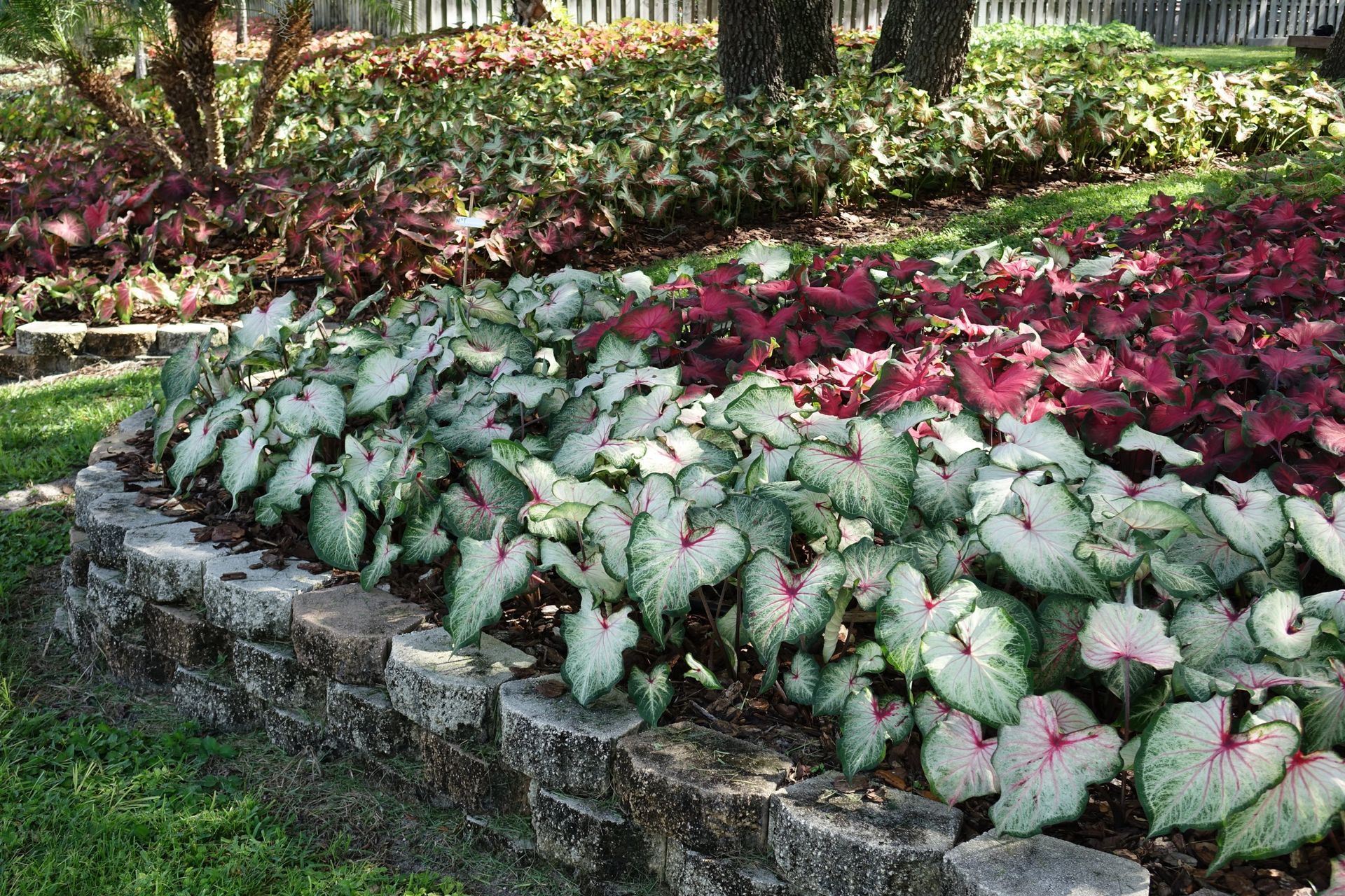 A garden filled with lots of different types of plants and flowers. -Crowders Landscaping