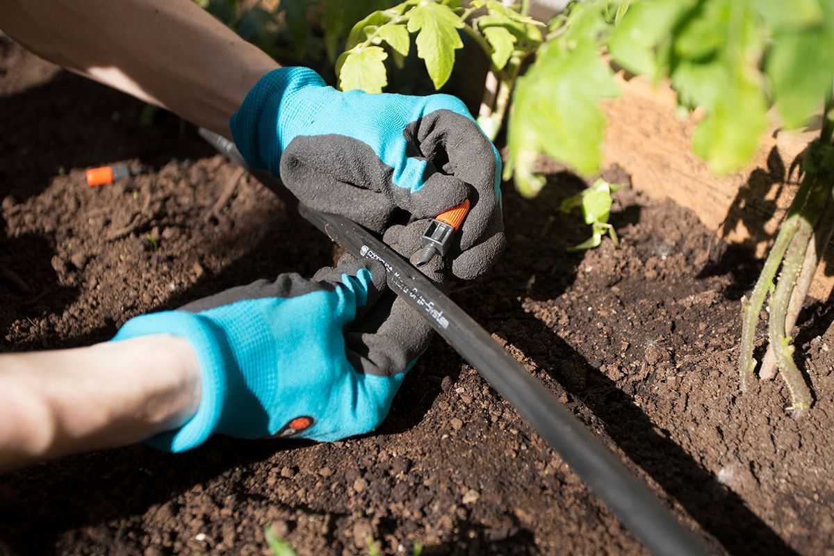 A person is using a hose to water a tomato plant.