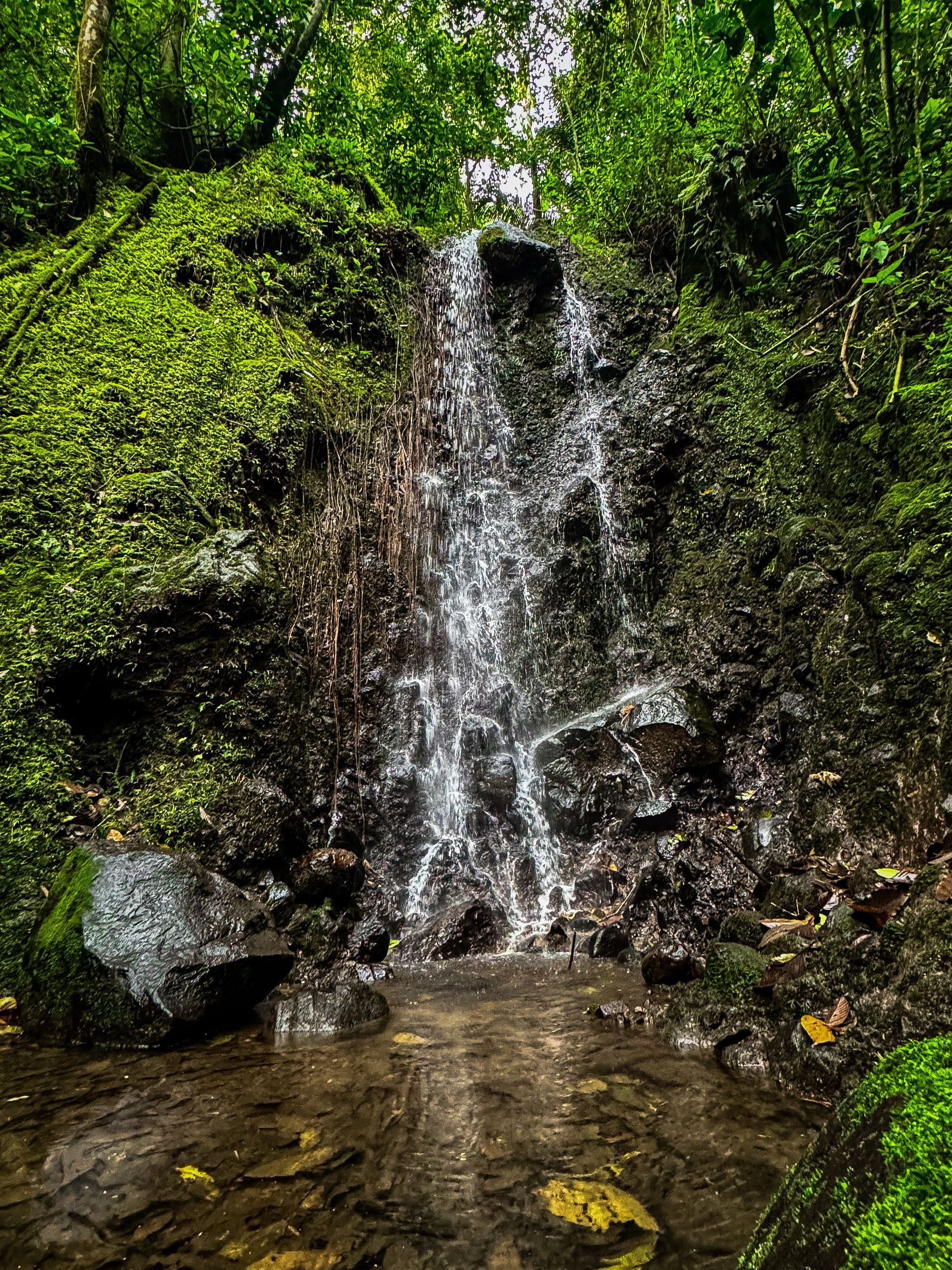 Una pequeña cascada en medio de un exuberante bosque verde.