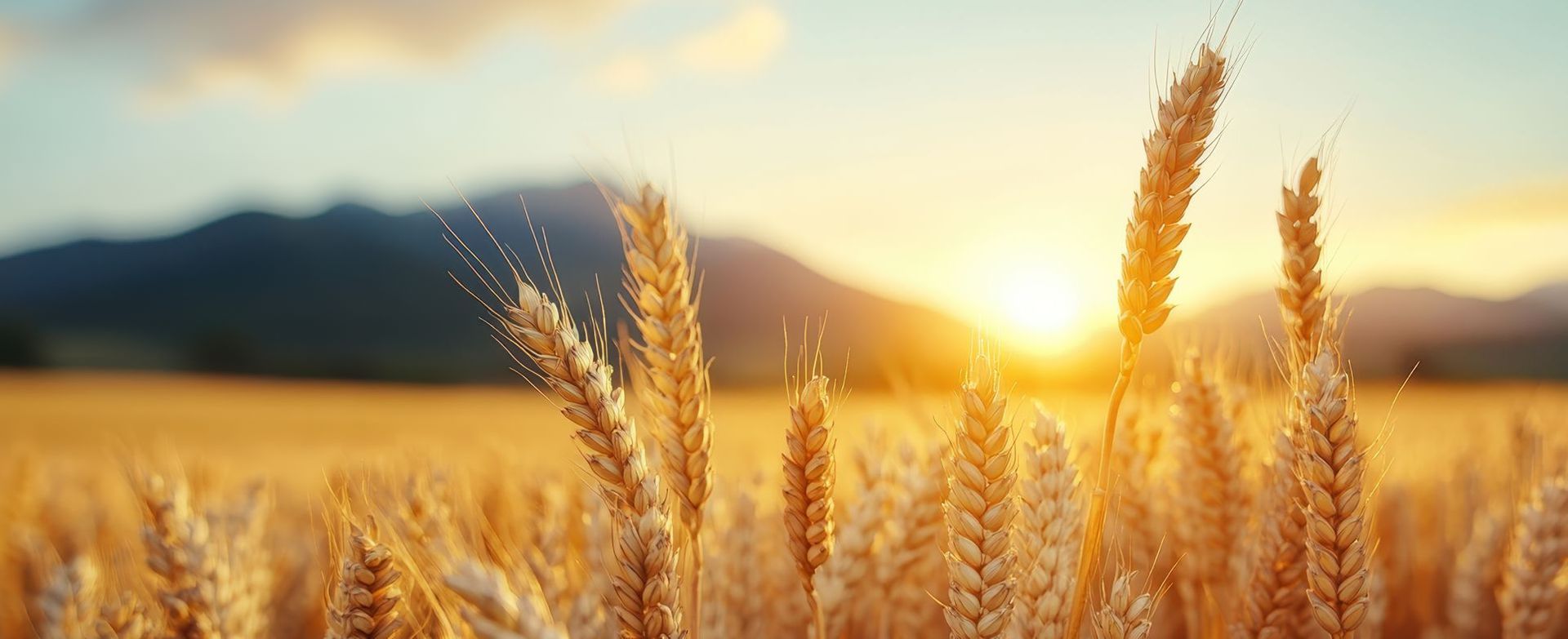 Golden wheat field at sunset with mountains in the distance.
