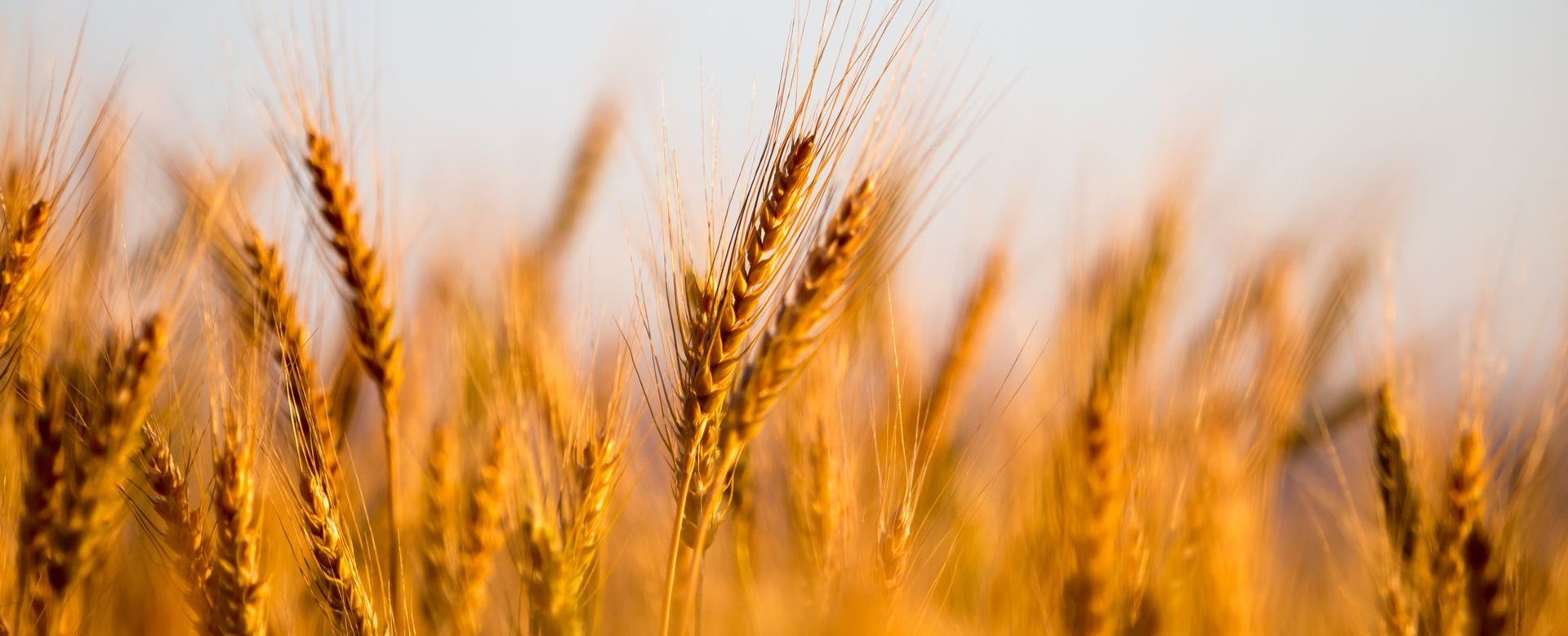 Golden wheat field, illuminated by sunlight against a light blue sky.