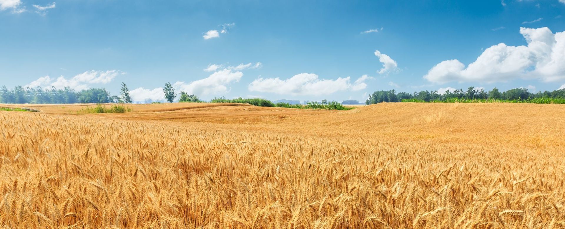 A vast golden wheat field stretches under a bright blue sky dotted with white clouds.