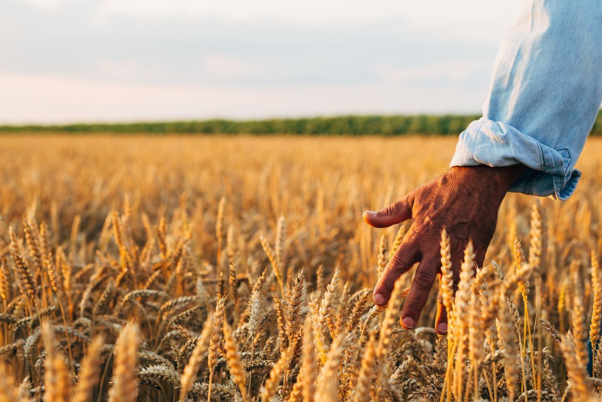 Farmer's hand gently touching ripe wheat stalks in a golden field at sunset.