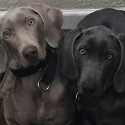 Two puppies, one gray and one black, sitting close together and looking at the camera.