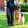 Person walking a German shepherd on a leash in a sunny park