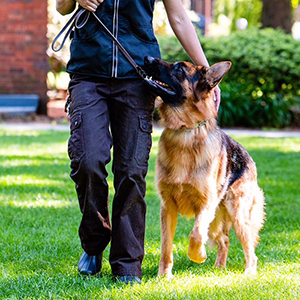 Person walking a German shepherd on a leash in a sunny park