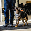 German shepherd looking up at a standing person indoors on a mat