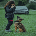 Woman training a German shepherd to sit in a grassy field, with a car blurred in the background