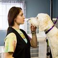 Woman gently holding a white dog’s muzzle in a vet clinic
