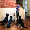 Dog trainer with three dogs sitting attentively in an indoor training room