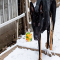 Black and tan dog walking in snow near a wooden fence, with a colorful toy behind it