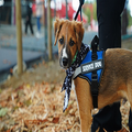 Brown service dog wearing a blue vest and bandana, looking back on a leaf-covered sidewalk.