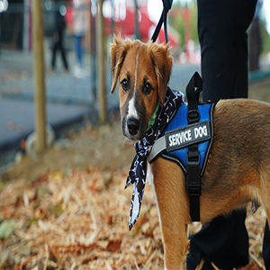 Brown service dog wearing a blue vest and bandana, looking back on a leaf-covered sidewalk.
