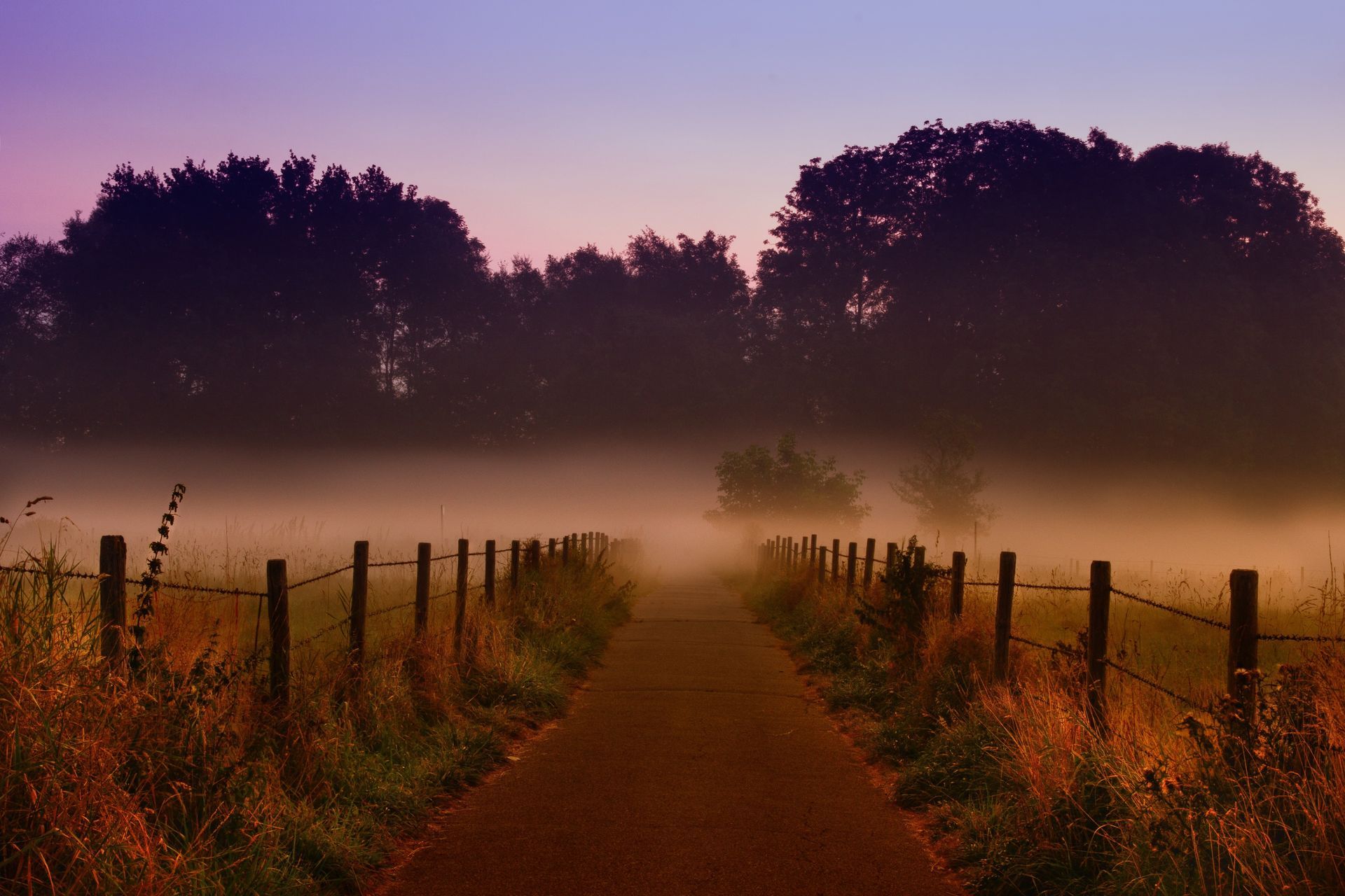 Mistig landweggetje tussen hekpalen bij zonsopgang, met donkere bomen die afsteken tegen een roze hemel.