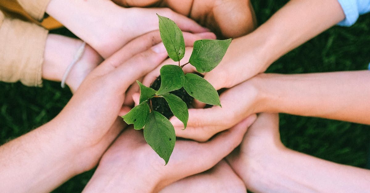 A group of people are holding a small plant in their hands.