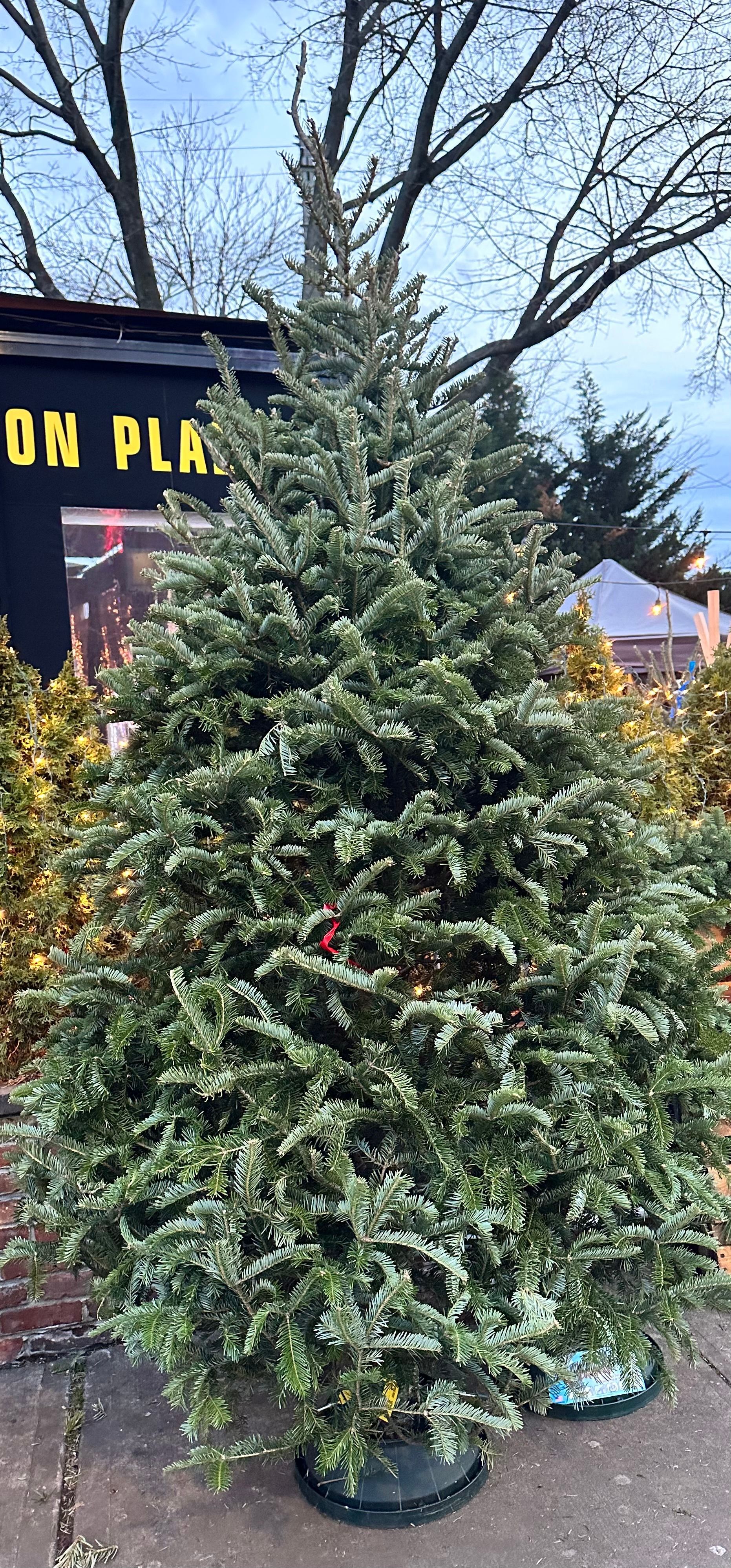 5-6 Ft Balsam Christmas Tree
