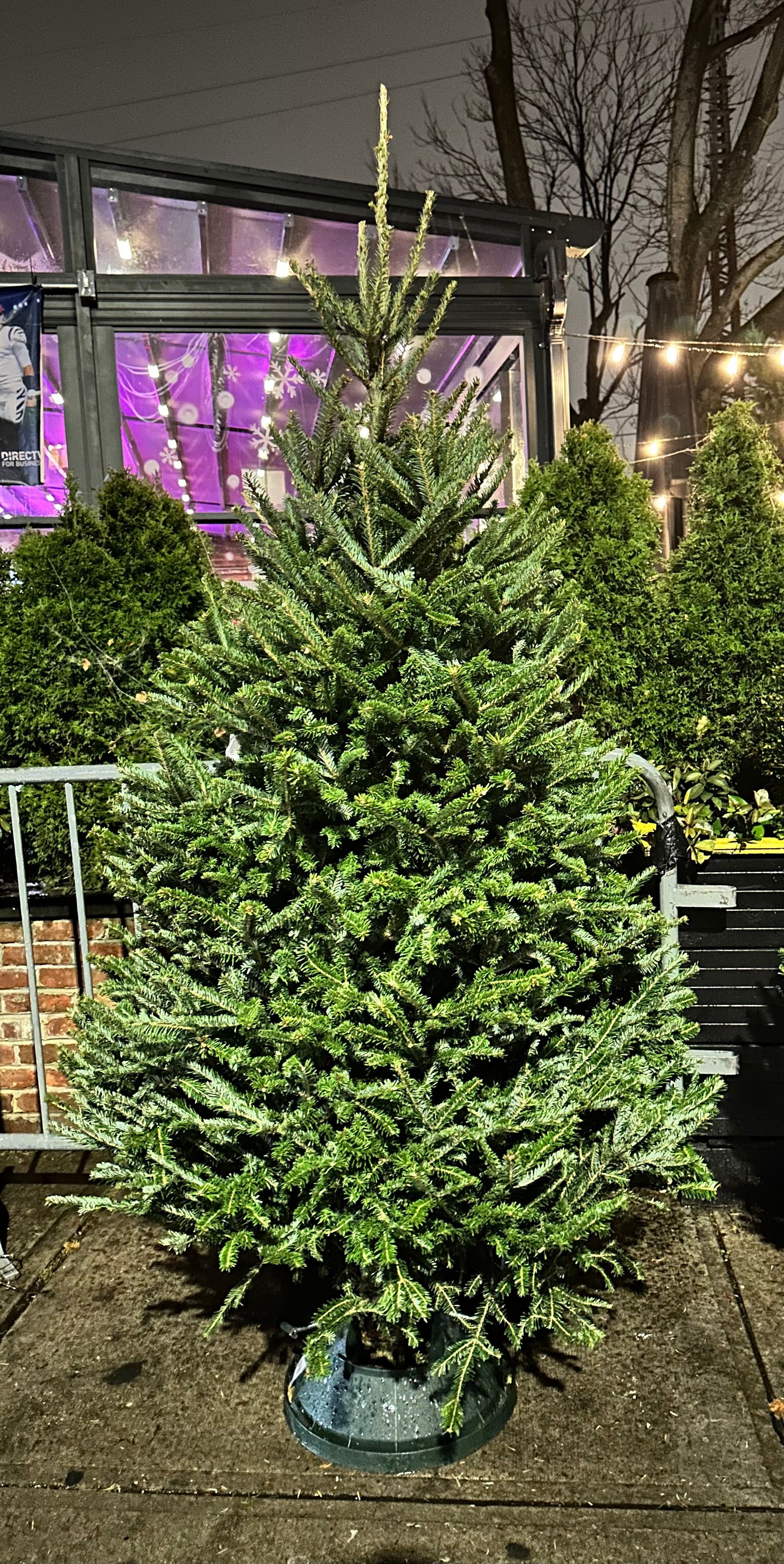 5-6 Ft Fraser Fir Christmas Tree
