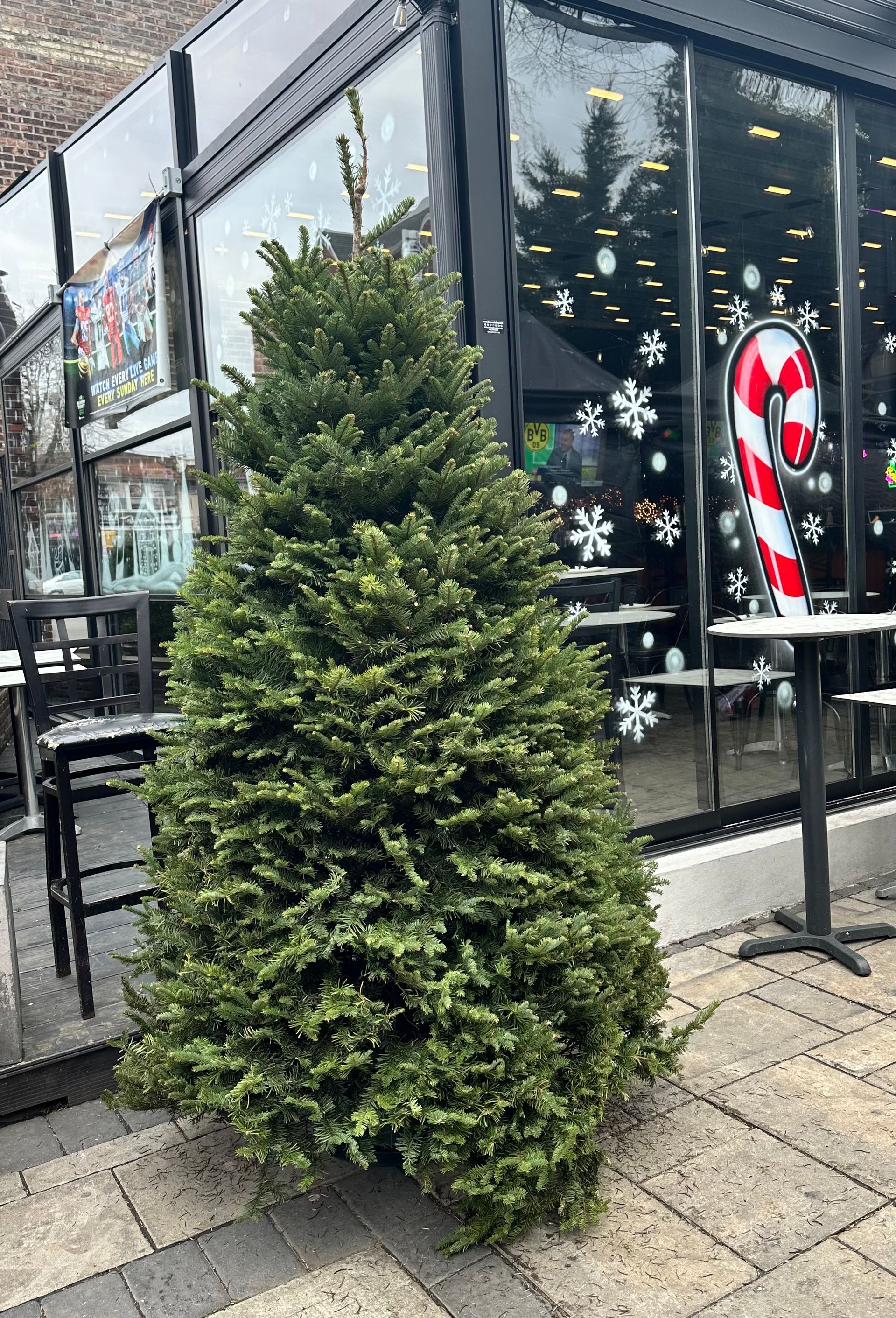 7-8 Ft Noble Fir Christmas Tree