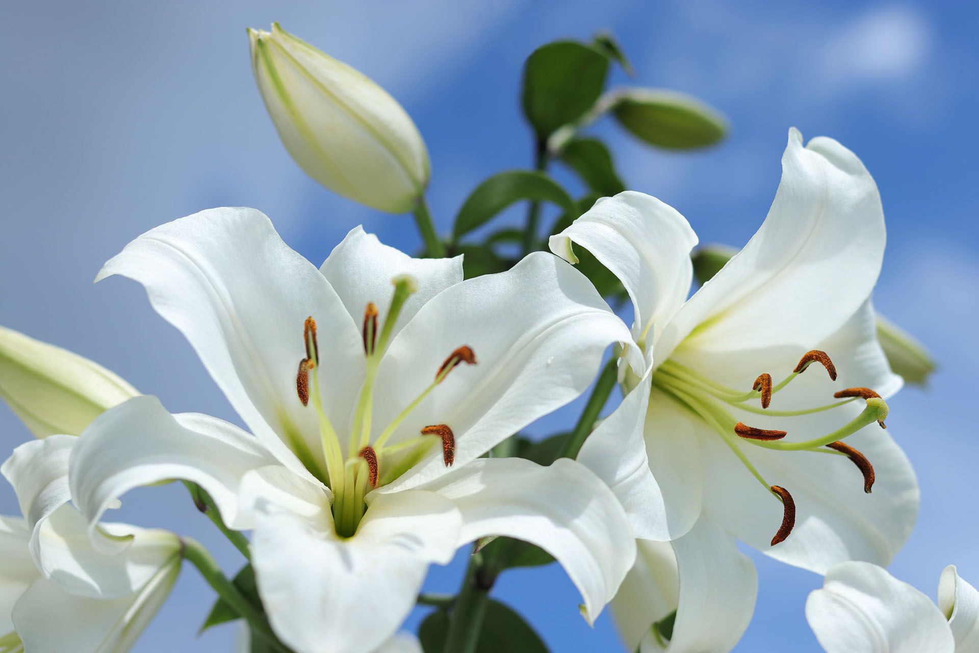 Cremation vs. Burial: Making the Right Choice for Your Family in Acadiana