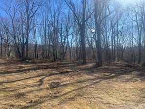 A grassy, sunlit clearing leads to a dense forest of bare trees under a clear blue sky.