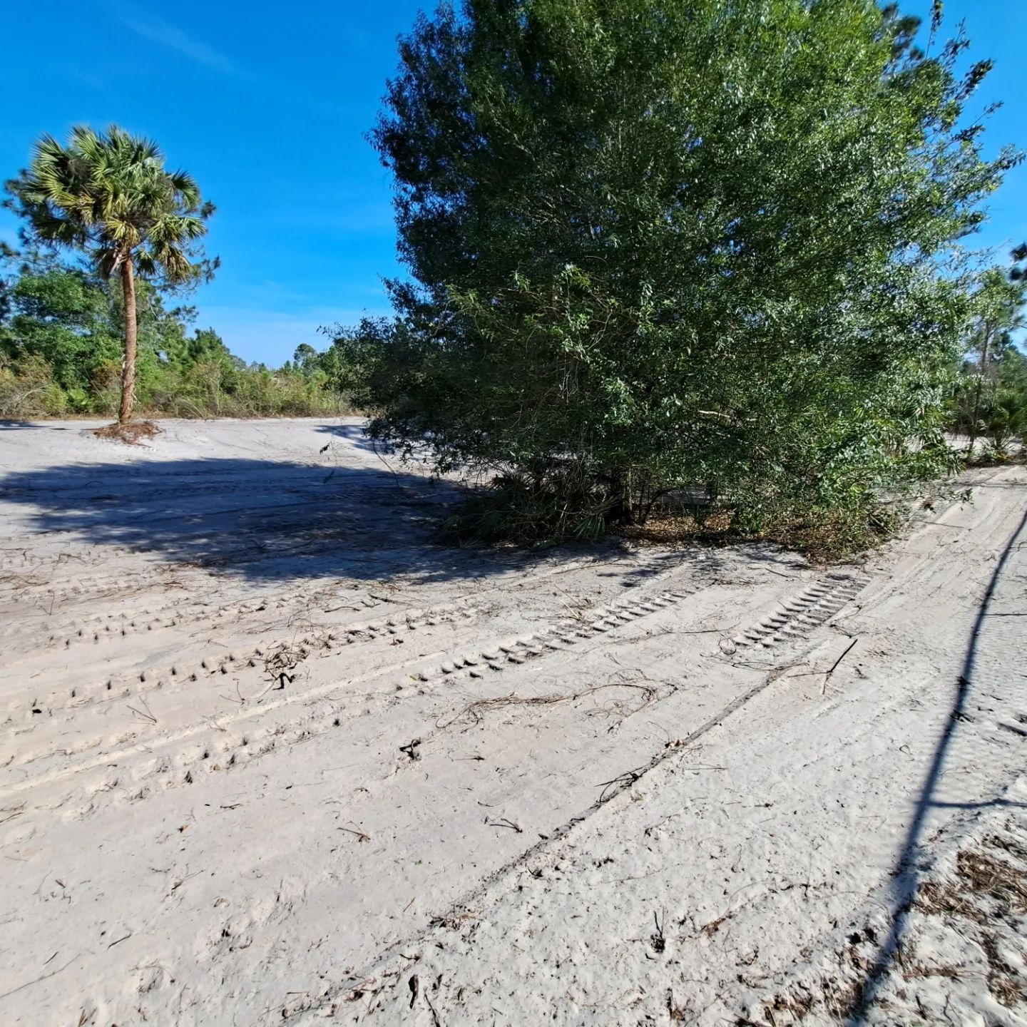 A dirt road with a tree in the middle of it