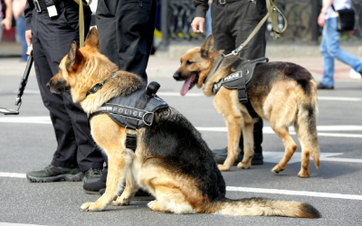 Police dogs sitting on a street beside handlers in uniforms