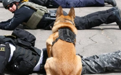Police dog in harness facing officers on the ground during an arrest scene