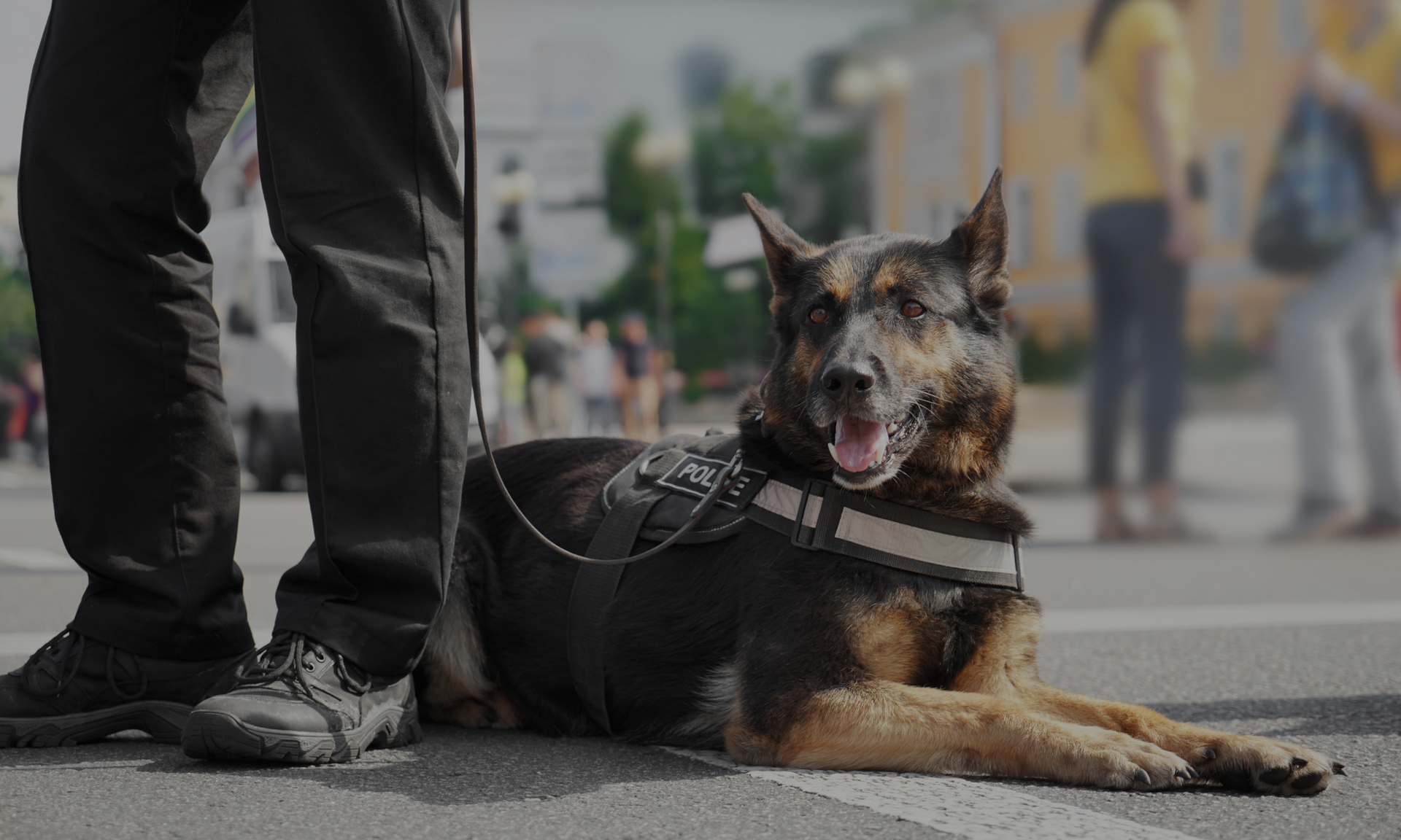 Police dog in harness lying beside a handler’s legs on a city street, alert and resting.