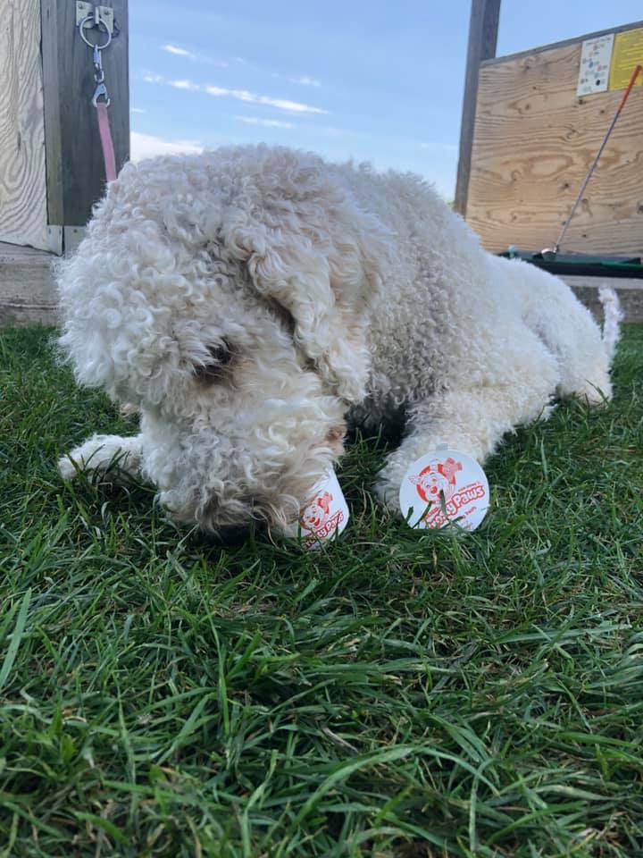 A white dog is laying in the grass with a ball in its paws.