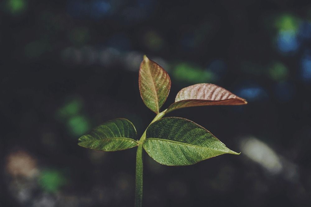 Close-up of a green seedling with reddish new leaves against a dark blurred background