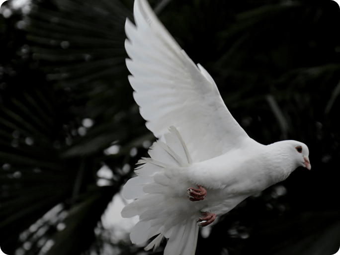 White dove in flight against a dark background