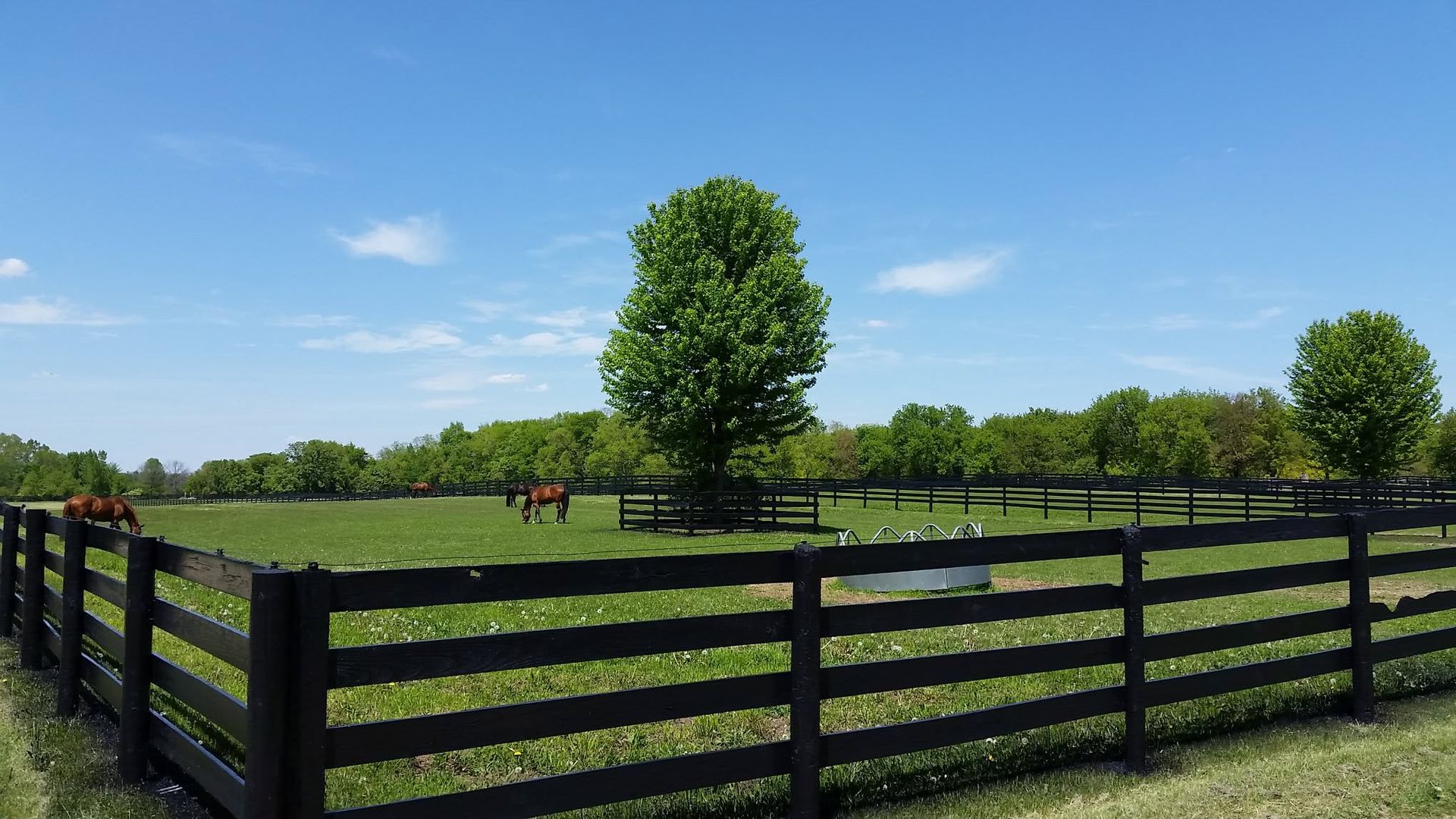 Black fence around a green field with a large tree under a blue sky