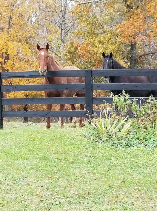Two horses standing behind a black fence in a grassy yard with autumn trees in the background