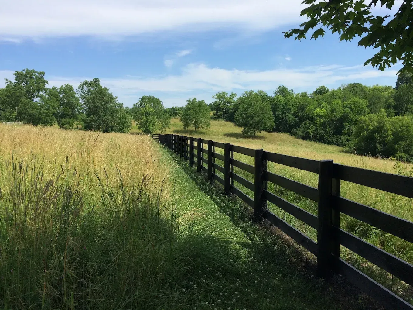 Grassy field beside a black wooden fence under a blue sky with trees in the distance