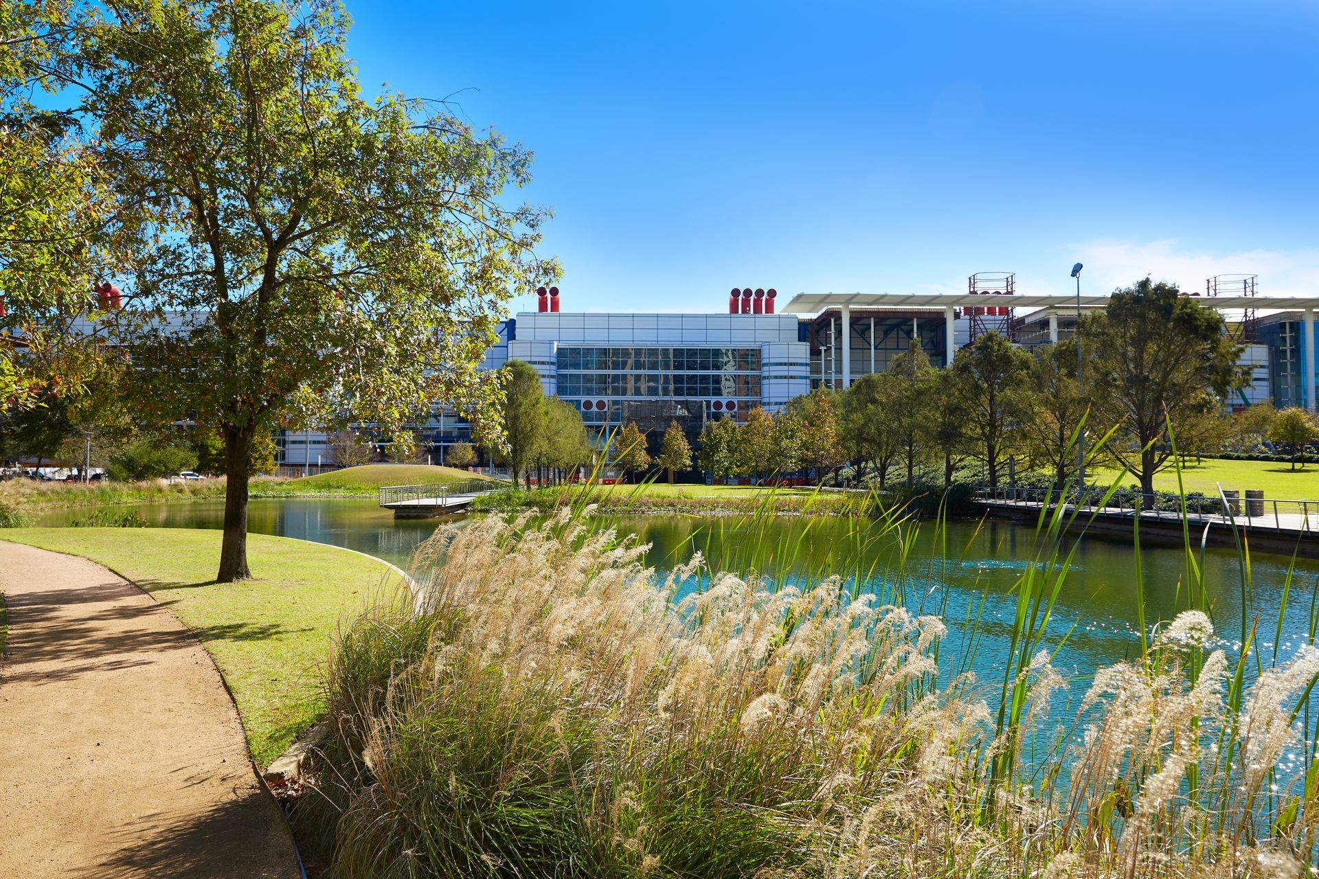 Park path beside pond and tall grasses, with a tree and modern building under a clear blue sky.