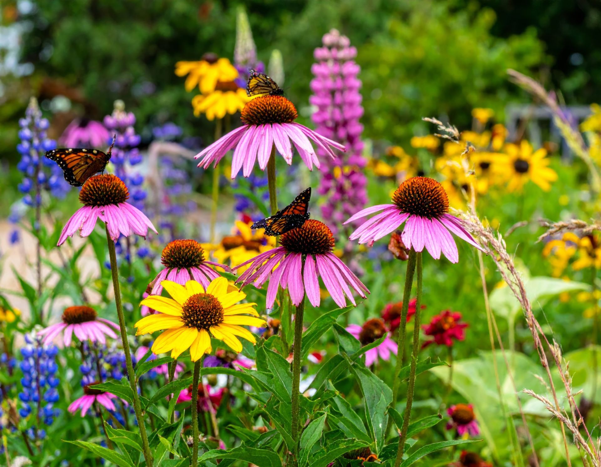Purple coneflowers and yellow wildflowers blooming in a colorful garden