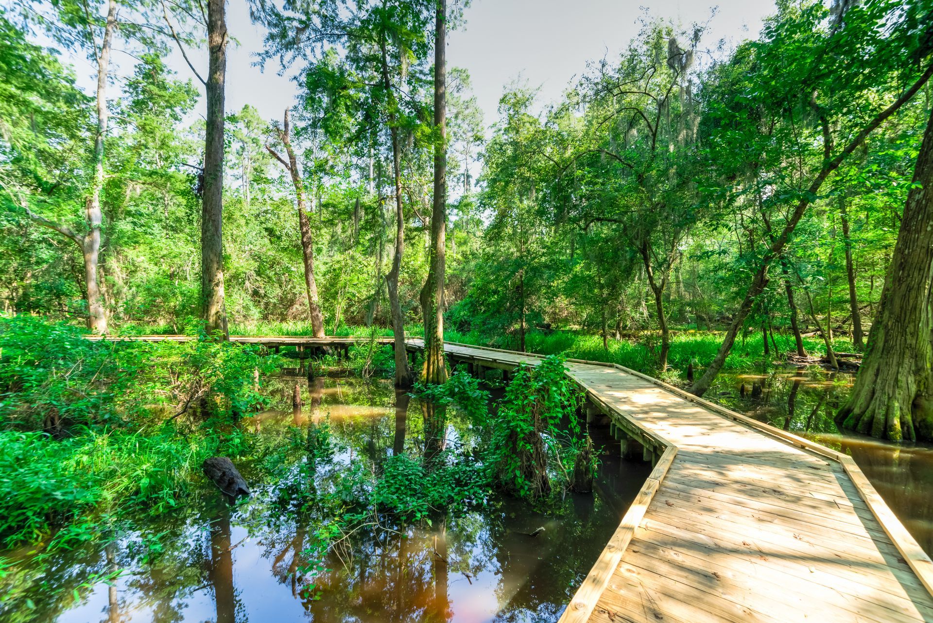 Wooden boardwalk through a lush green wetland forest with reflective water pools