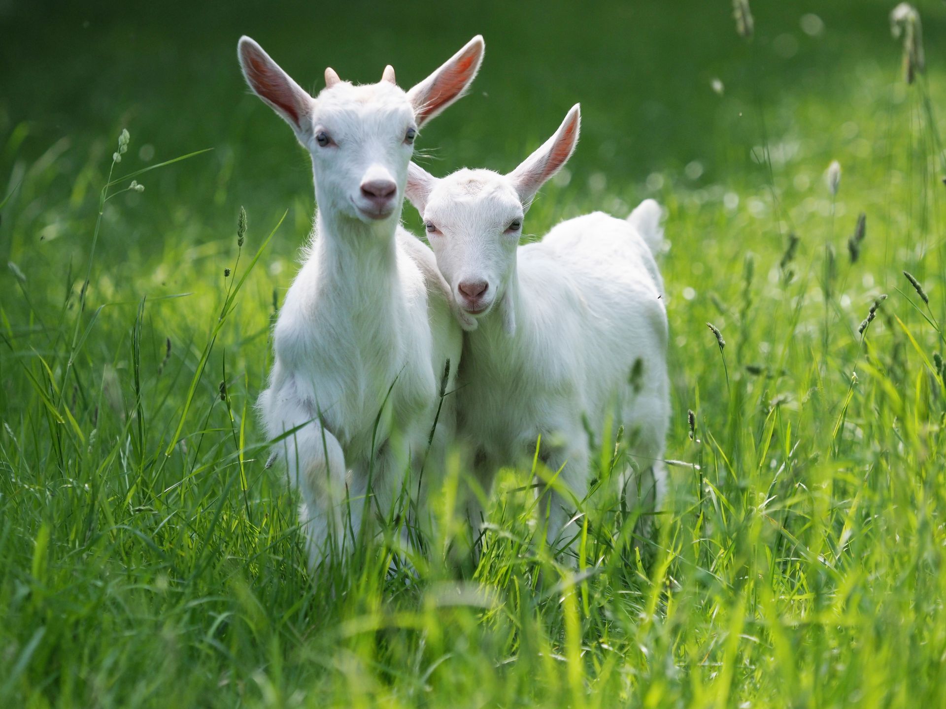 Two white goat kids standing in tall green grass outdoors