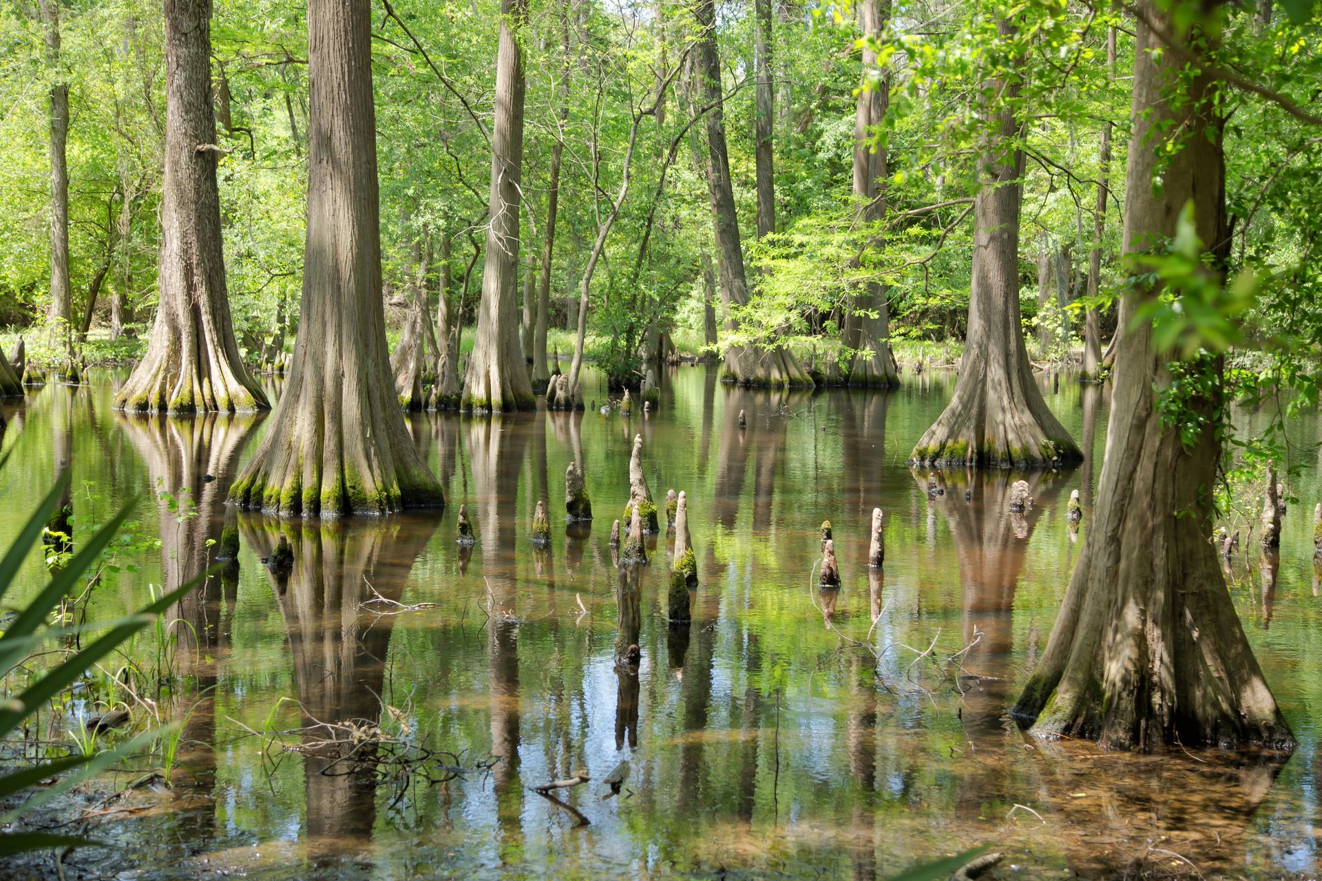 Shallow swamp with cypress trees, exposed roots, and green reflections in still water