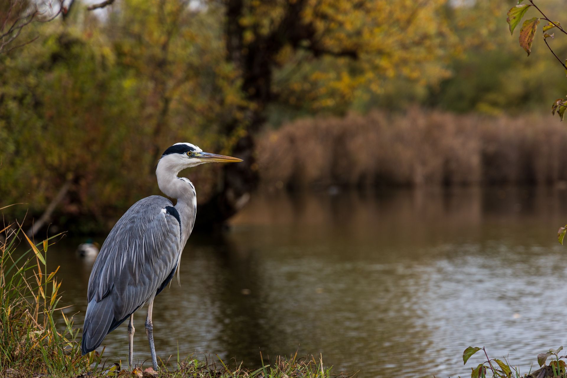A heron standing at the edge of a calm pond with autumn trees reflected in the water