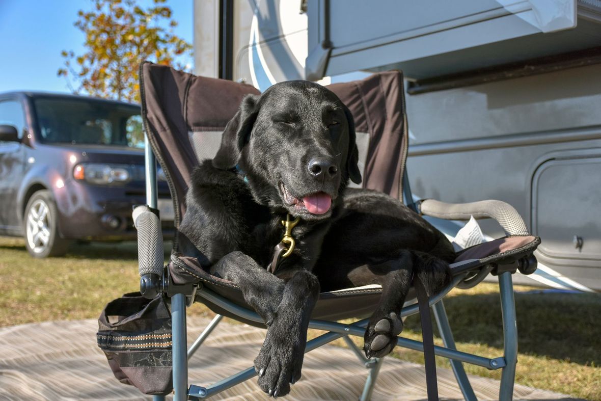 Black dog lounging in a folding chair outdoors, panting beside a gray vehicle and building.