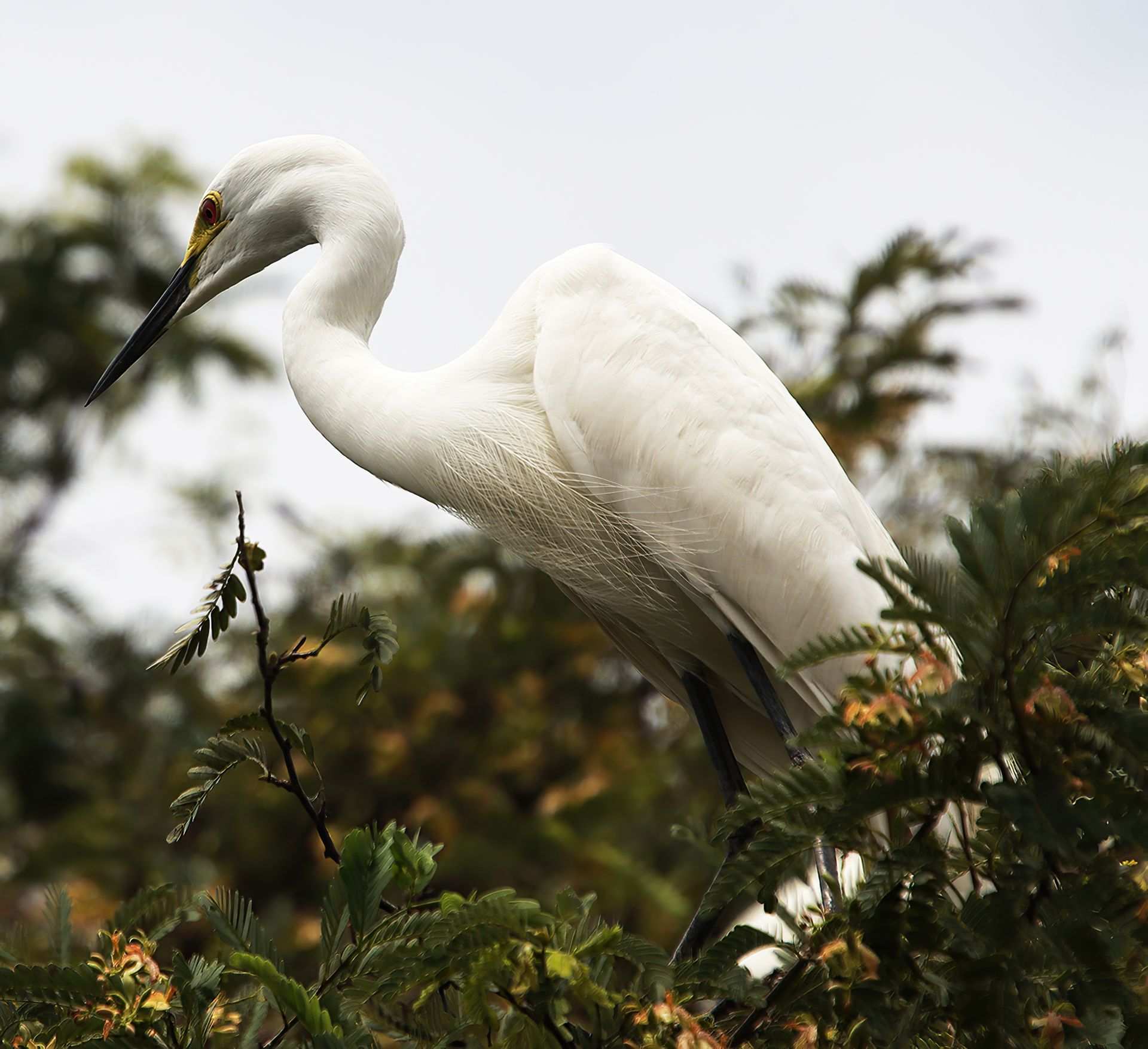 White egret perched in green shrubs with its beak lowered, against a blurred sky and trees
