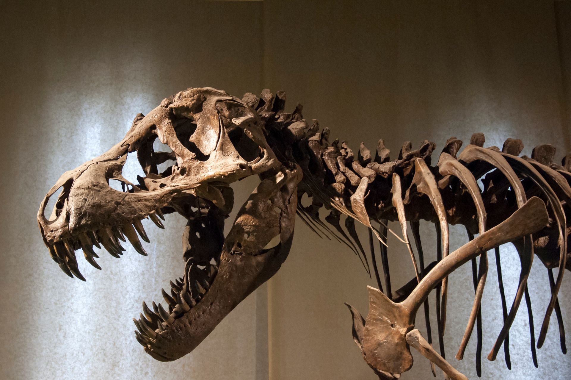 Tyrannosaurus rex skeleton with open jaws displayed in a museum