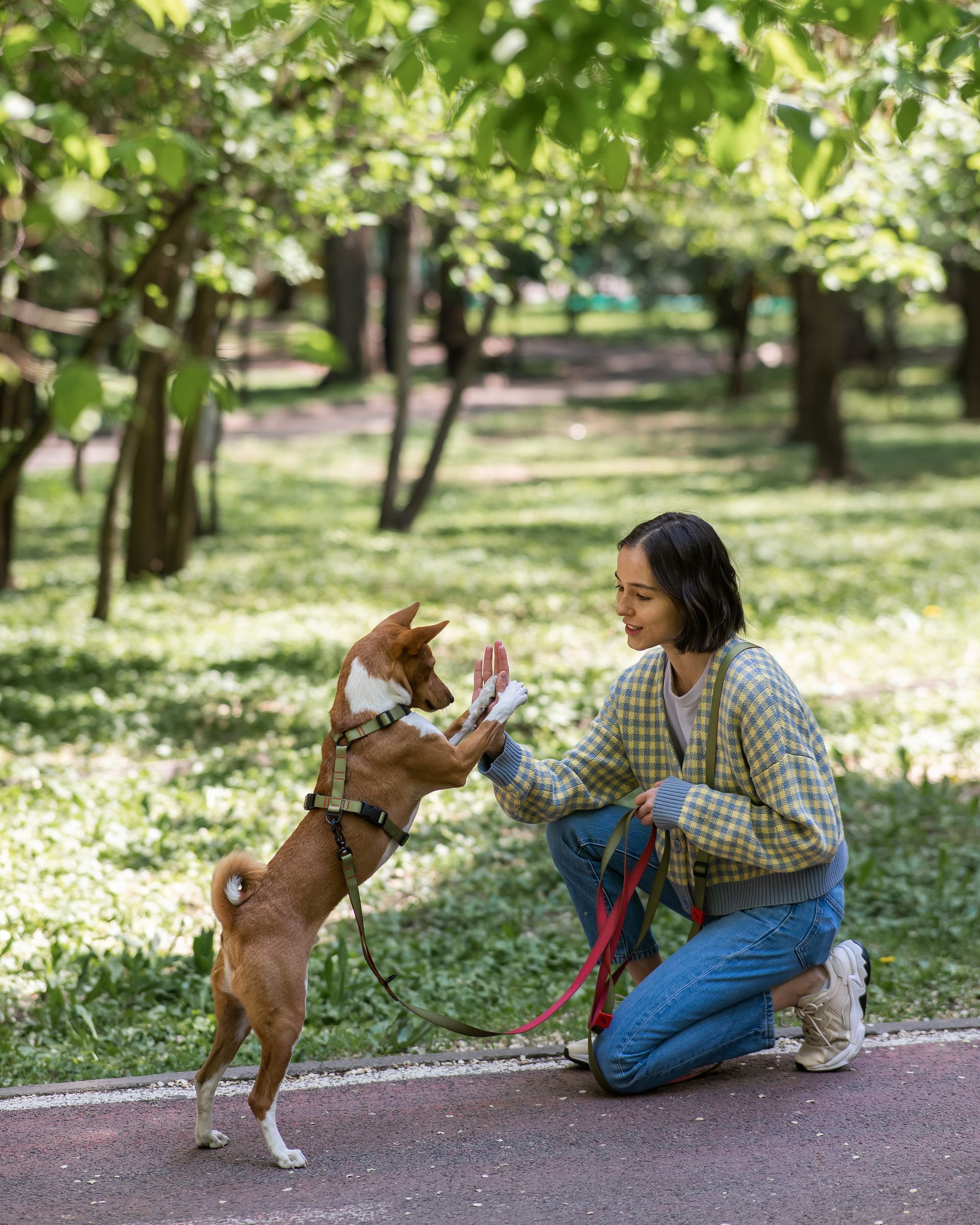Person kneels on a path, holding a leash as a brown-and-white dog jumps up in a sunny park.