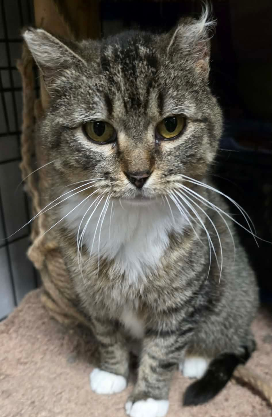 Giger is a tan and dark brown cat with a white tummy. She has white feet.