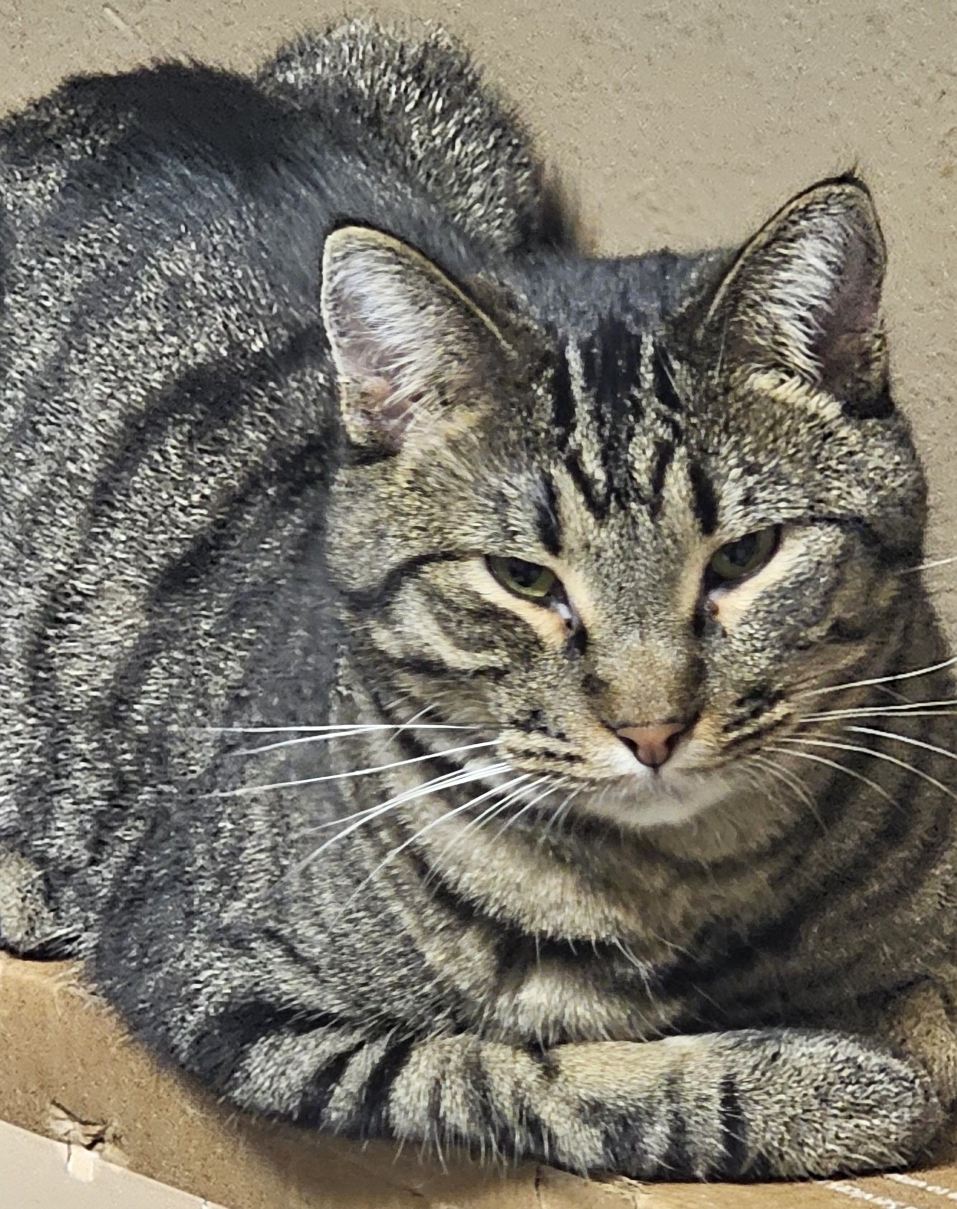 Babe is a gray and white cat with yellow eyes is looking at the camera.