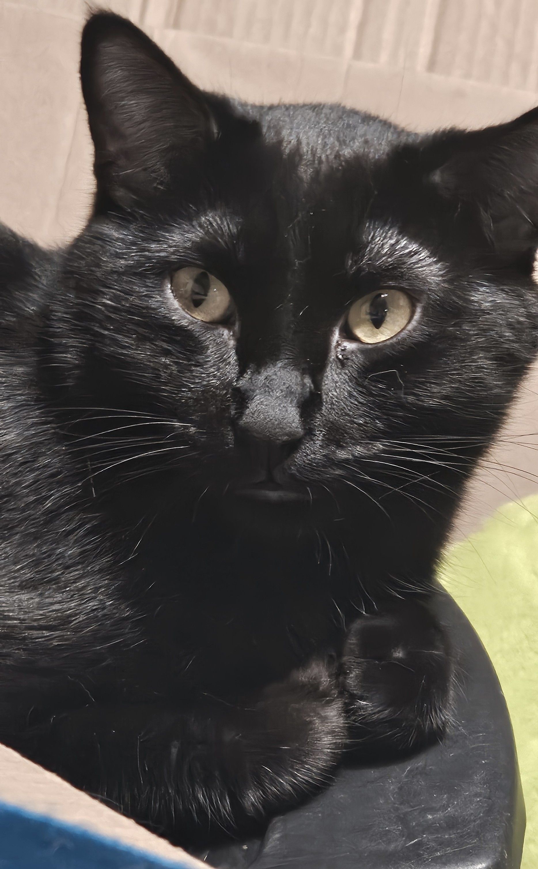 Batman is a black cat is laying on a fluffy cat bed.