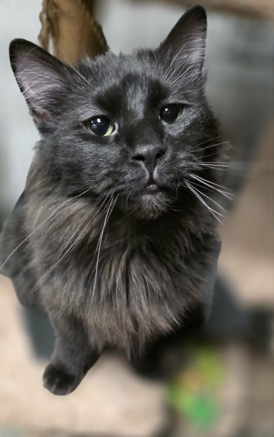 A long hair black cat looking into the camera with sad dark eyes.